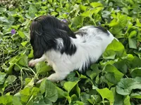 Scout Black and Tan Piebald Longhair, a male Dachshund for sale in Nashville, TN – Photo 9 of 9