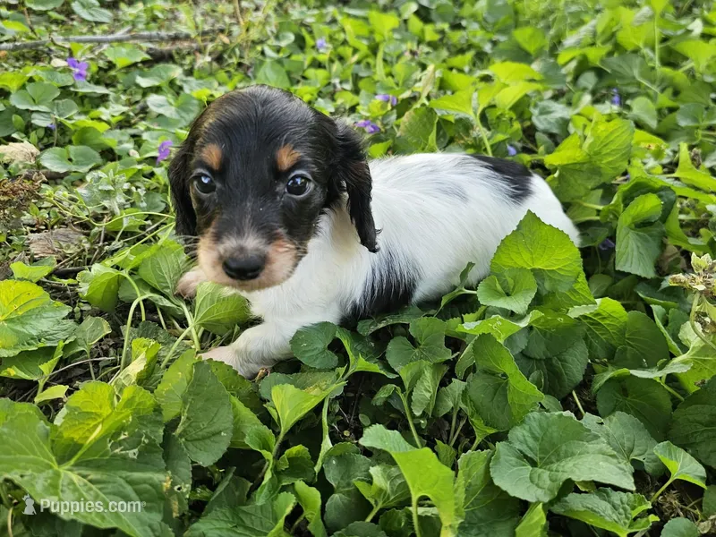 Scout Black and Tan Piebald Longhair – Miniature Dachshund puppy for sale in Nashville, TN