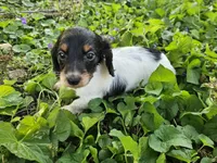 Scout Black and Tan Piebald Longhair, a male Dachshund for sale in Nashville, TN – Photo 1 of 9