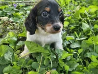 Scout Black and Tan Piebald Longhair, a male Dachshund for sale in Nashville, TN – Photo 5 of 9