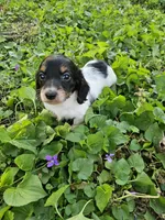 Scout Black and Tan Piebald Longhair, a male Dachshund for sale in Nashville, TN – Photo 4 of 9
