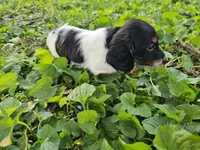 Scout Black and Tan Piebald Longhair, a male Dachshund for sale in Nashville, TN – Photo 3 of 9
