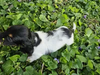 Scout Black and Tan Piebald Longhair, a male Dachshund for sale in Nashville, TN – Photo 2 of 9