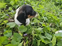 Mia Black and Tan Piebald, a female Miniature Dachshund for sale in Nashville, TN – Photo 4 of 6