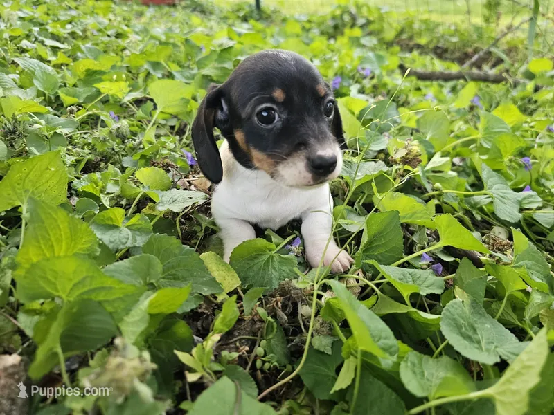 Mia Black and Tan Piebald – Miniature Dachshund puppy for sale in Nashville, TN