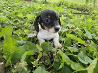 Mia Black and Tan Piebald, a female Miniature Dachshund for sale in Nashville, TN – Photo 1 of 6