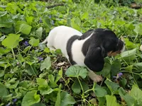 Mia Black and Tan Piebald, a female Miniature Dachshund for sale in Nashville, TN – Photo 2 of 6