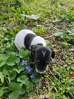 Mia Black and Tan Piebald, a female Miniature Dachshund for sale in Nashville, TN – Photo 5 of 6