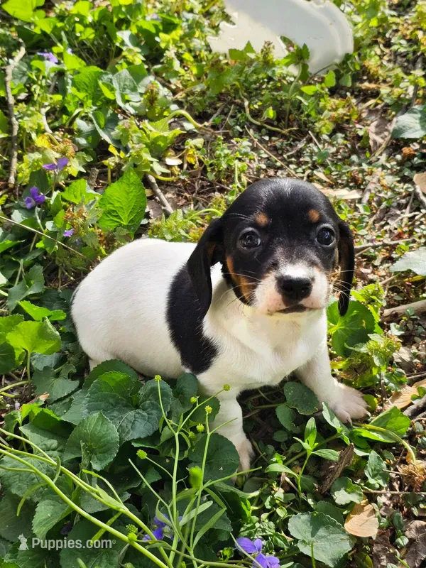 Mia Black and Tan Piebald – Miniature Dachshund puppy for sale in Nashville, TN