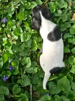 Mia Black and Tan Piebald, a female Miniature Dachshund for sale in Nashville, TN – Photo 6 of 6