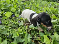Mia Black and Tan Piebald, a female Miniature Dachshund for sale in Nashville, TN – Photo 3 of 6