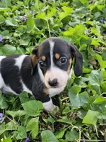 Levi Black and Tan Piebald, a male Miniature Dachshund for sale in Nashville, TN – Photo 3 of 6