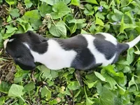 Levi Black and Tan Piebald, a male Miniature Dachshund for sale in Nashville, TN – Photo 4 of 6