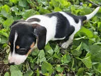 Levi Black and Tan Piebald, a male Miniature Dachshund for sale in Nashville, TN – Photo 5 of 6