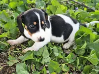 Levi Black and Tan Piebald, a male Miniature Dachshund for sale in Nashville, TN – Photo 2 of 6