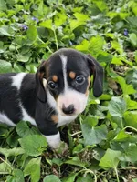 Levi Black and Tan Piebald, a male Miniature Dachshund for sale in Nashville, TN – Photo 6 of 6