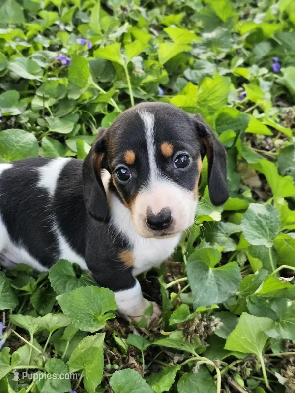 Levi Black and Tan Piebald – Miniature Dachshund puppy for sale in Nashville, TN