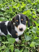 Levi Black and Tan Piebald, a male Miniature Dachshund for sale in Nashville, TN – Photo 1 of 6
