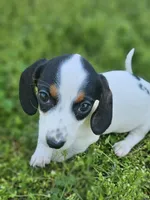 Black and Tan Piebald boy, a male Miniature Dachshund for sale in Nashville, TN – Photo 2 of 8