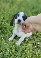 Black and Tan Piebald boy, a male Miniature Dachshund for sale in Nashville, TN – Photo 8 of 8