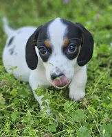 Black and Tan Piebald boy, a male Miniature Dachshund for sale in Nashville, TN – Photo 3 of 8