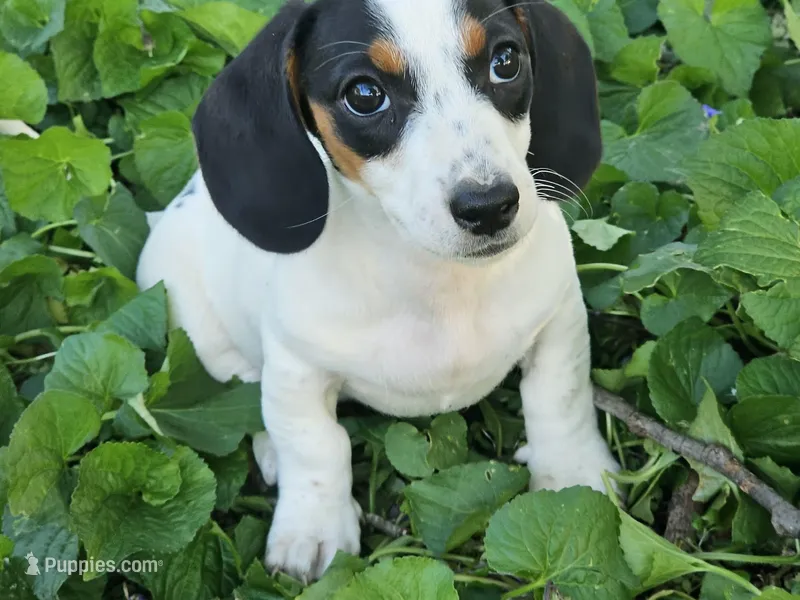 Black and Tan Piebald boy – Miniature Dachshund puppy for sale in Nashville, TN