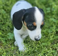 Black and Tan Piebald boy, a male Miniature Dachshund for sale in Nashville, TN – Photo 7 of 8