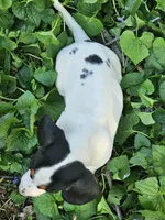 Black and Tan Piebald boy, a male Dachshund for sale in Nashville, TN – Photo 2 of 9