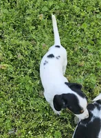 Black and Tan Piebald boy, a male Miniature Dachshund for sale in Nashville, TN – Photo 6 of 8