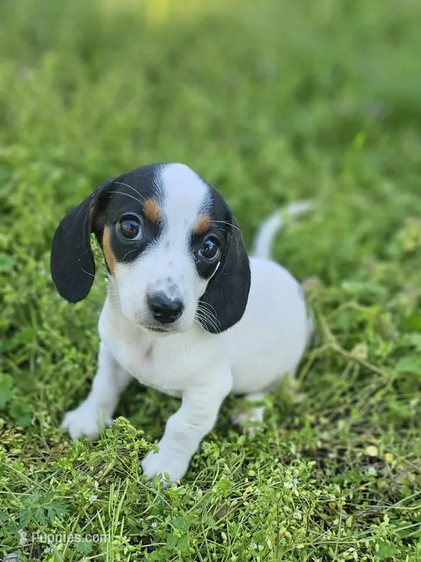 Black and Tan Piebald boy – Miniature Dachshund puppy for sale in Nashville, TN