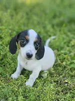 Black and Tan Piebald boy, a male Miniature Dachshund for sale in Nashville, TN – Photo 1 of 8