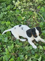 Black and Tan Piebald boy, a male Dachshund for sale in Nashville, TN – Photo 3 of 9