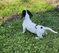 Black and Tan Piebald boy, a male Miniature Dachshund for sale in Nashville, TN – Photo 5 of 8