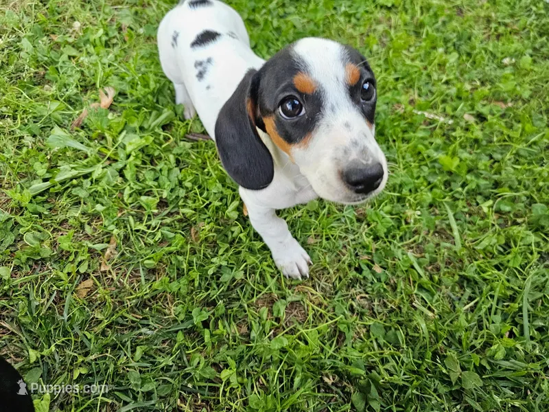 Black and Tan Piebald boy – Miniature Dachshund puppy for sale in Nashville, TN