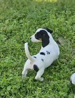Black and Tan Piebald boy, a male Miniature Dachshund for sale in Nashville, TN – Photo 4 of 8