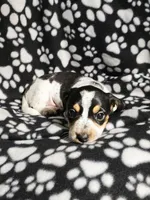 Steve, a male Miniature Dachshund for sale in Nashville, TN – Photo 5 of 8