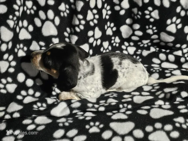 Steve, a male Miniature Dachshund for sale in Nashville, TN – Photo 1 of 8