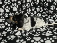 Steve, a male Miniature Dachshund for sale in Nashville, TN – Photo 1 of 8