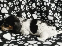 Steve, a male Miniature Dachshund for sale in Nashville, TN – Photo 3 of 8