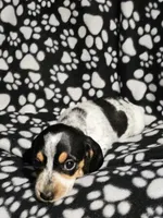 Steve, a male Miniature Dachshund for sale in Nashville, TN – Photo 4 of 8