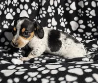 Steve, a male Miniature Dachshund for sale in Nashville, TN – Photo 2 of 8