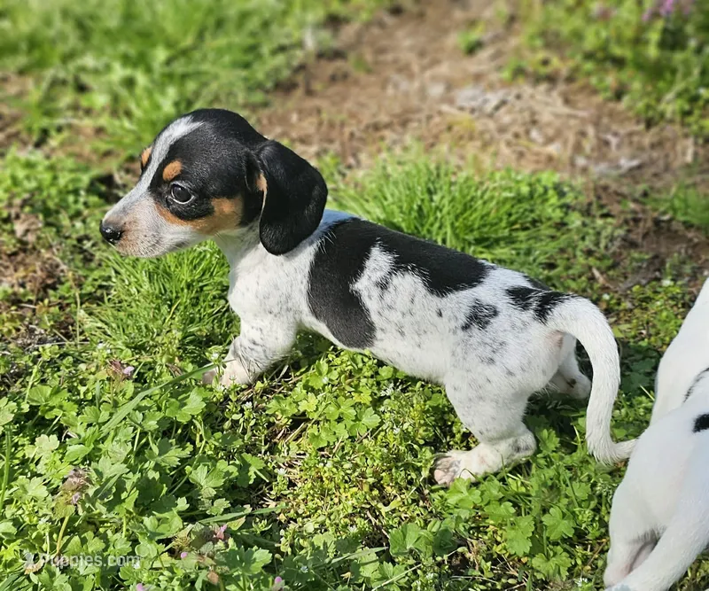 Black and Tan Piebald with Ticking – Miniature Dachshund puppy for sale in Nashville, TN