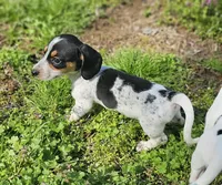 Black and Tan Piebald with Ticking, a male Miniature Dachshund for sale in Nashville, TN – Photo 4 of 6