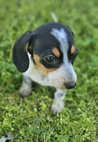 Black and Tan Piebald with Ticking, a male Miniature Dachshund for sale in Nashville, TN – Photo 5 of 6
