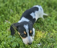 Black and Tan Piebald with Ticking, a male Miniature Dachshund for sale in Nashville, TN – Photo 2 of 6