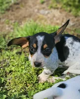 Black and Tan Piebald with Ticking, a male Miniature Dachshund for sale in Nashville, TN – Photo 6 of 6