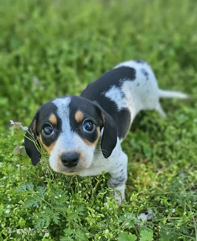 Black and Tan Piebald with Ticking – Miniature Dachshund puppy for sale in Nashville, TN