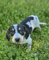 Black and Tan Piebald with Ticking, a male Miniature Dachshund for sale in Nashville, TN – Photo 1 of 6