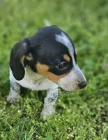 Black and Tan Piebald with Ticking, a male Miniature Dachshund for sale in Nashville, TN – Photo 3 of 6