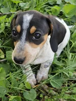 Black and Tan Piebald Mini Dachshund, a male Dachshund for sale in Nashville, TN – Photo 5 of 5